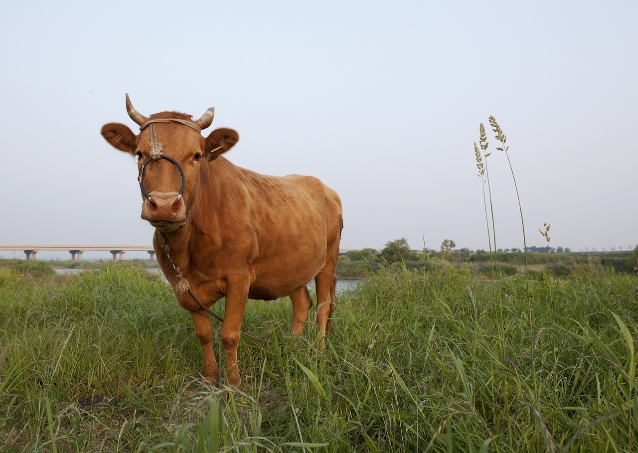 cow animal cattle in korea free photo