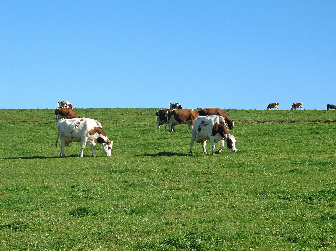 cow meadow animal free photo