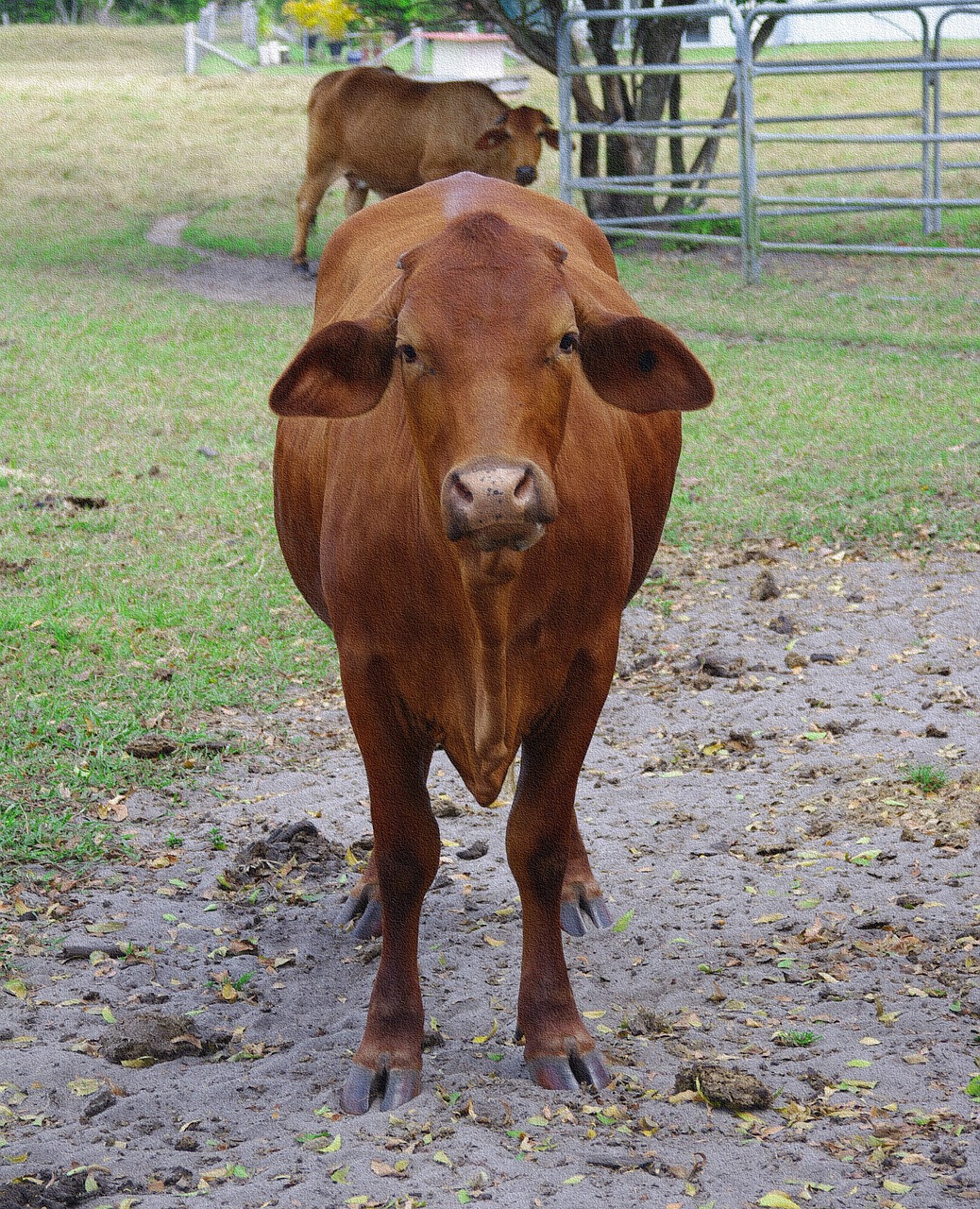 cow bovine animal free photo