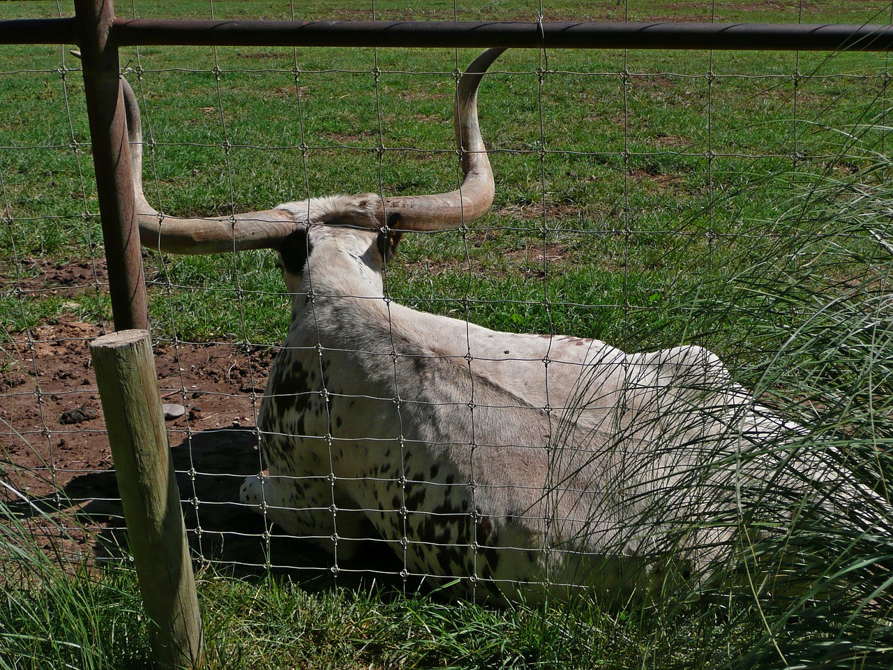 cow longhorn cattle free photo