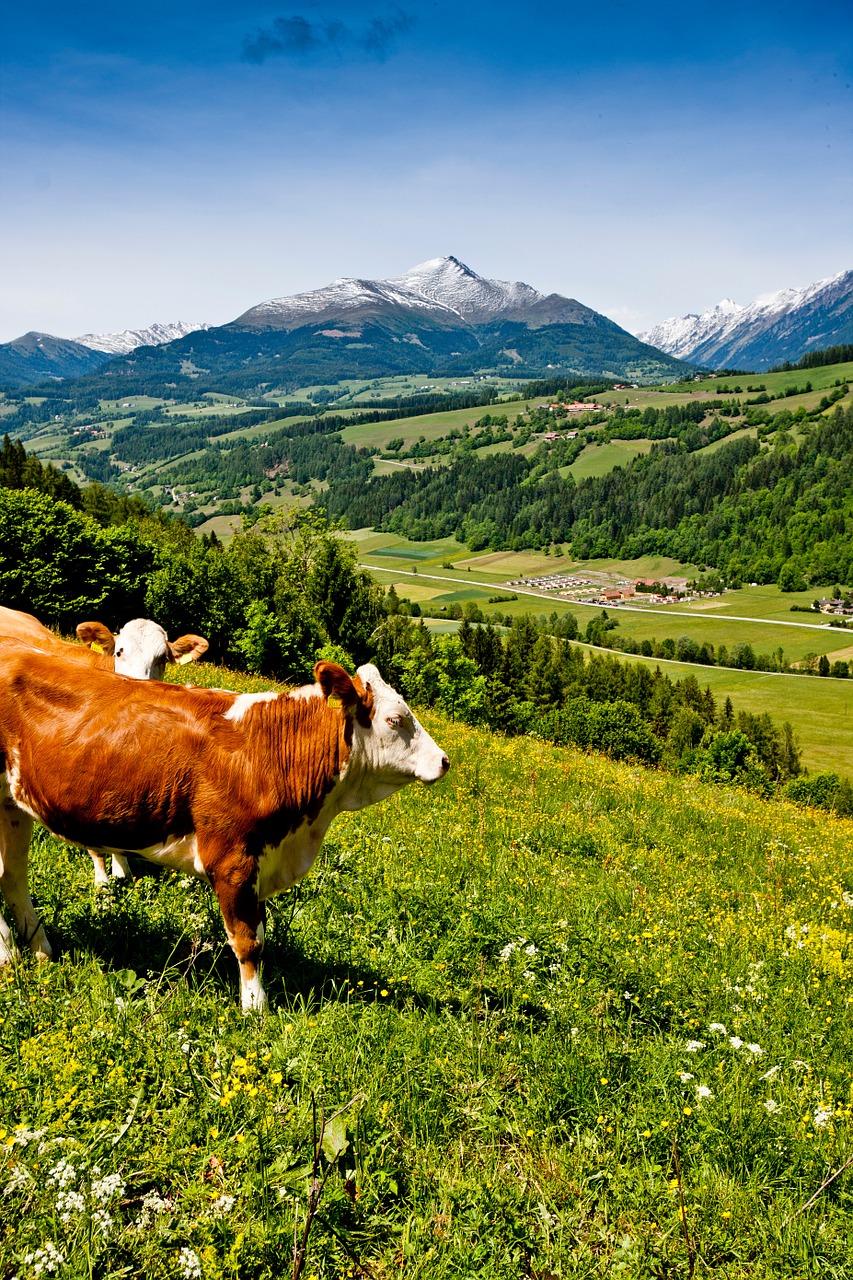 cow meadow austria free photo