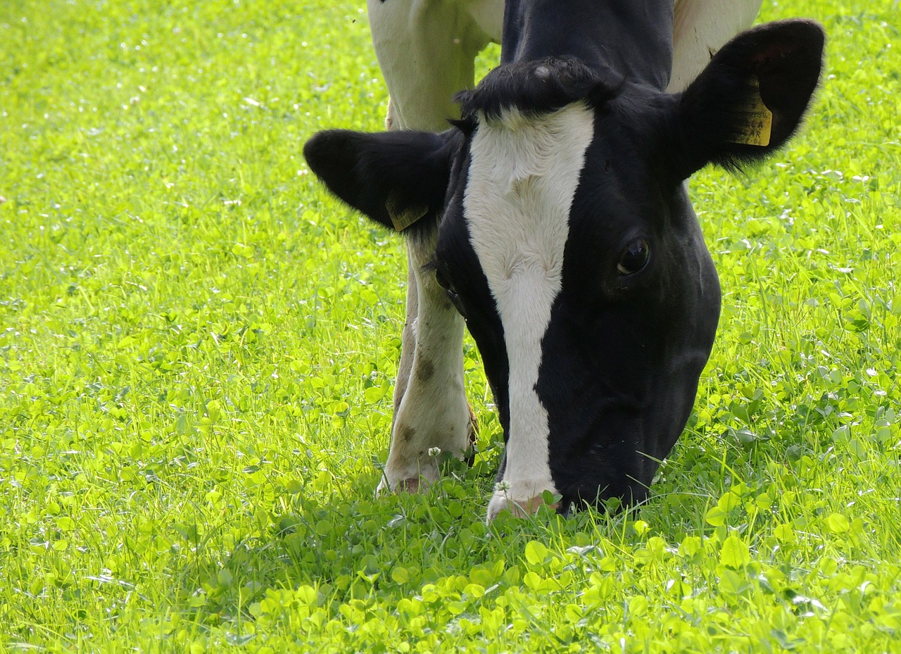 cow head grass free photo