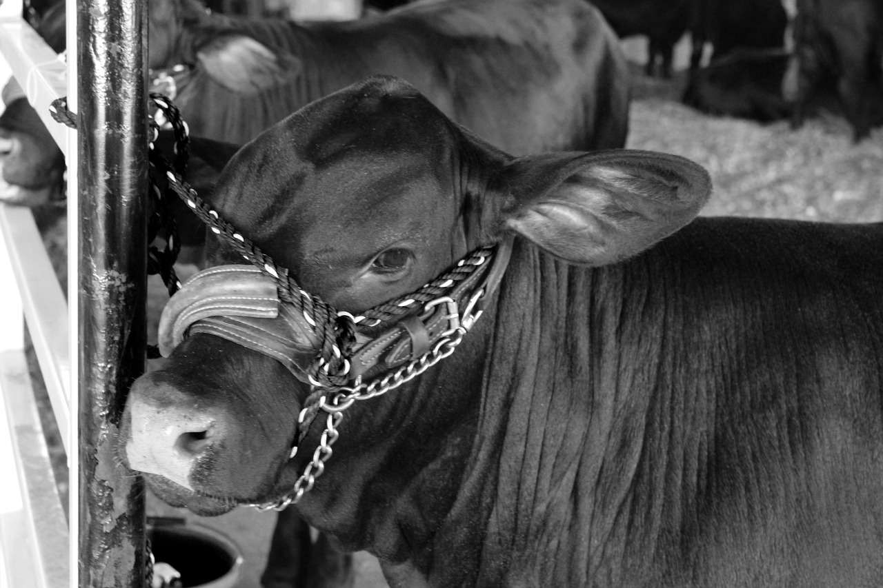 cow fair angus free photo