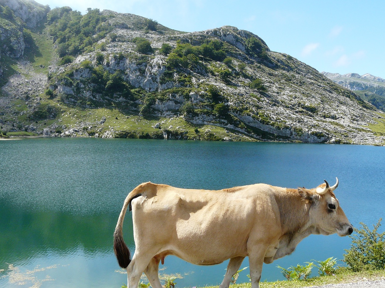 cow landscape lake free photo