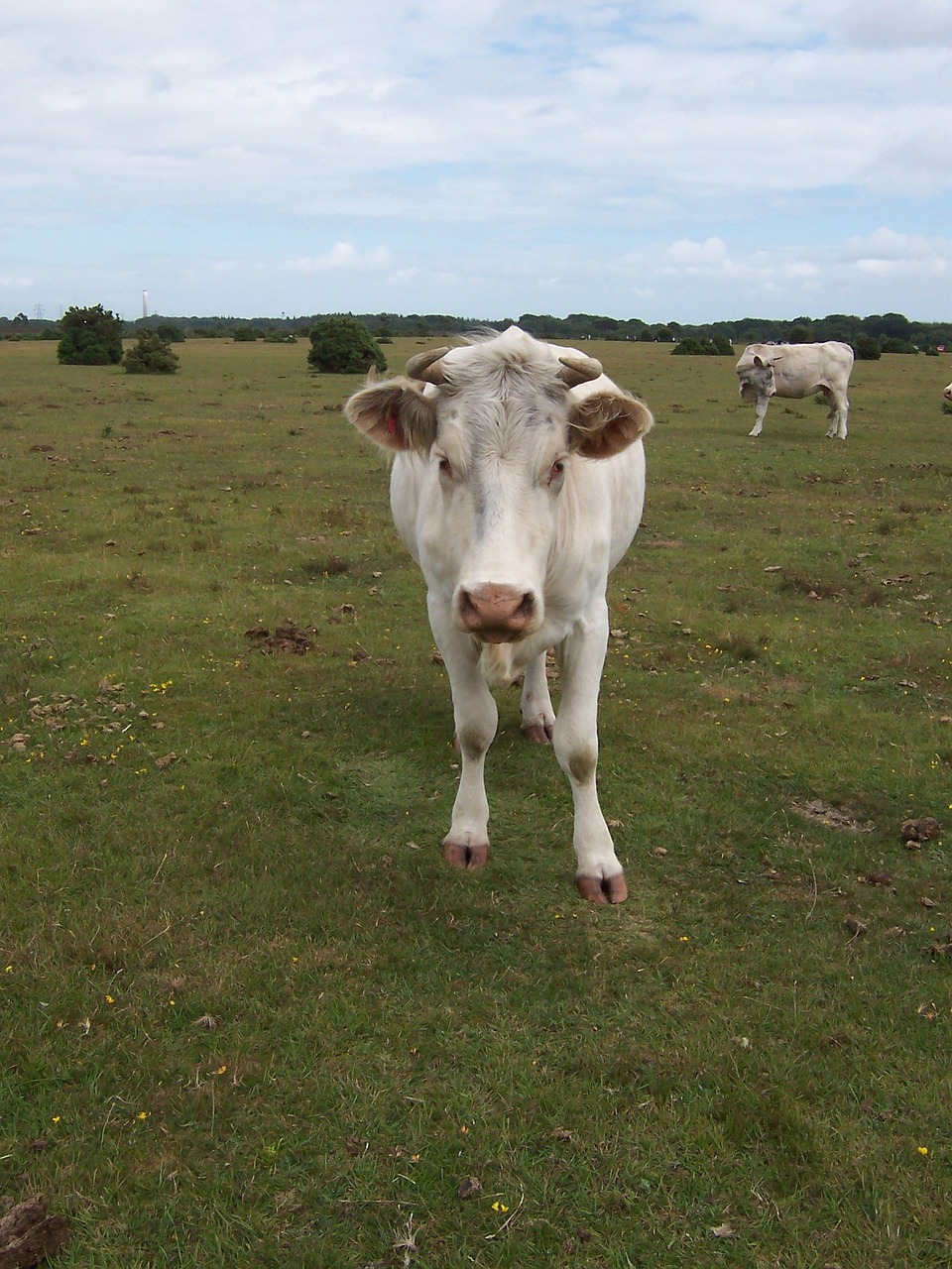 cow field new forest free photo