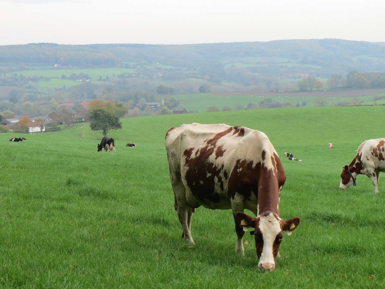 cow cows beef free photo