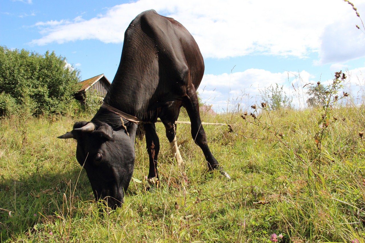 cow village russia free photo