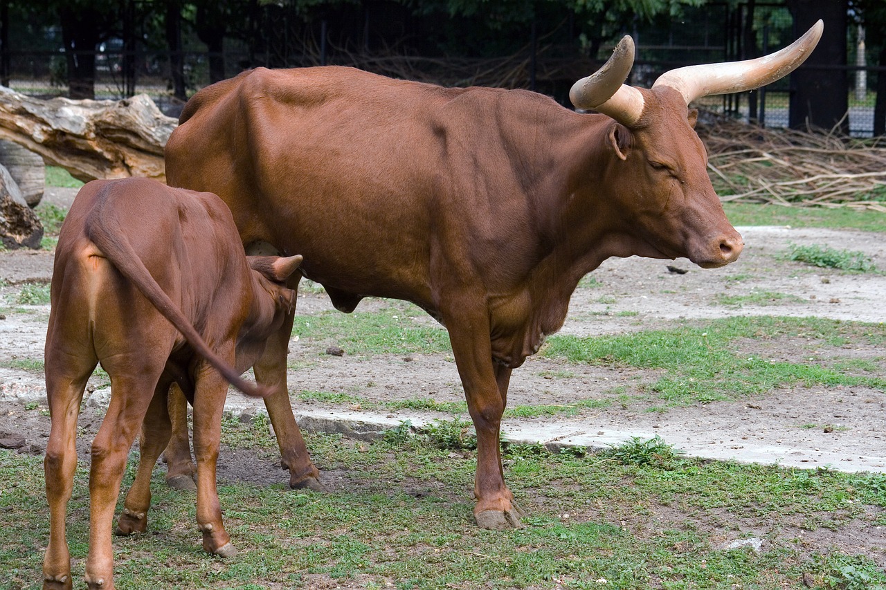 cow calf suckle free photo