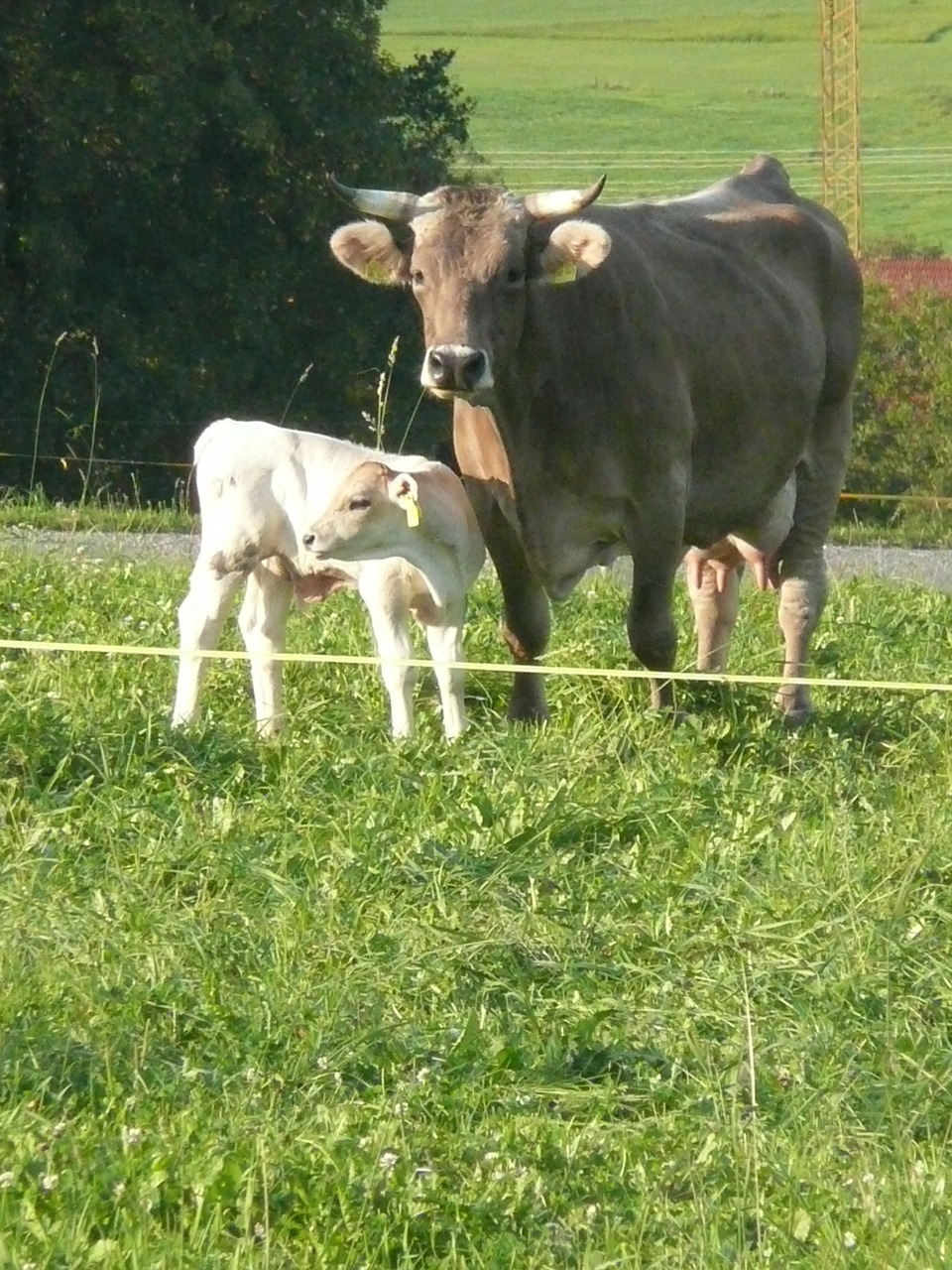 cow calf agriculture free photo