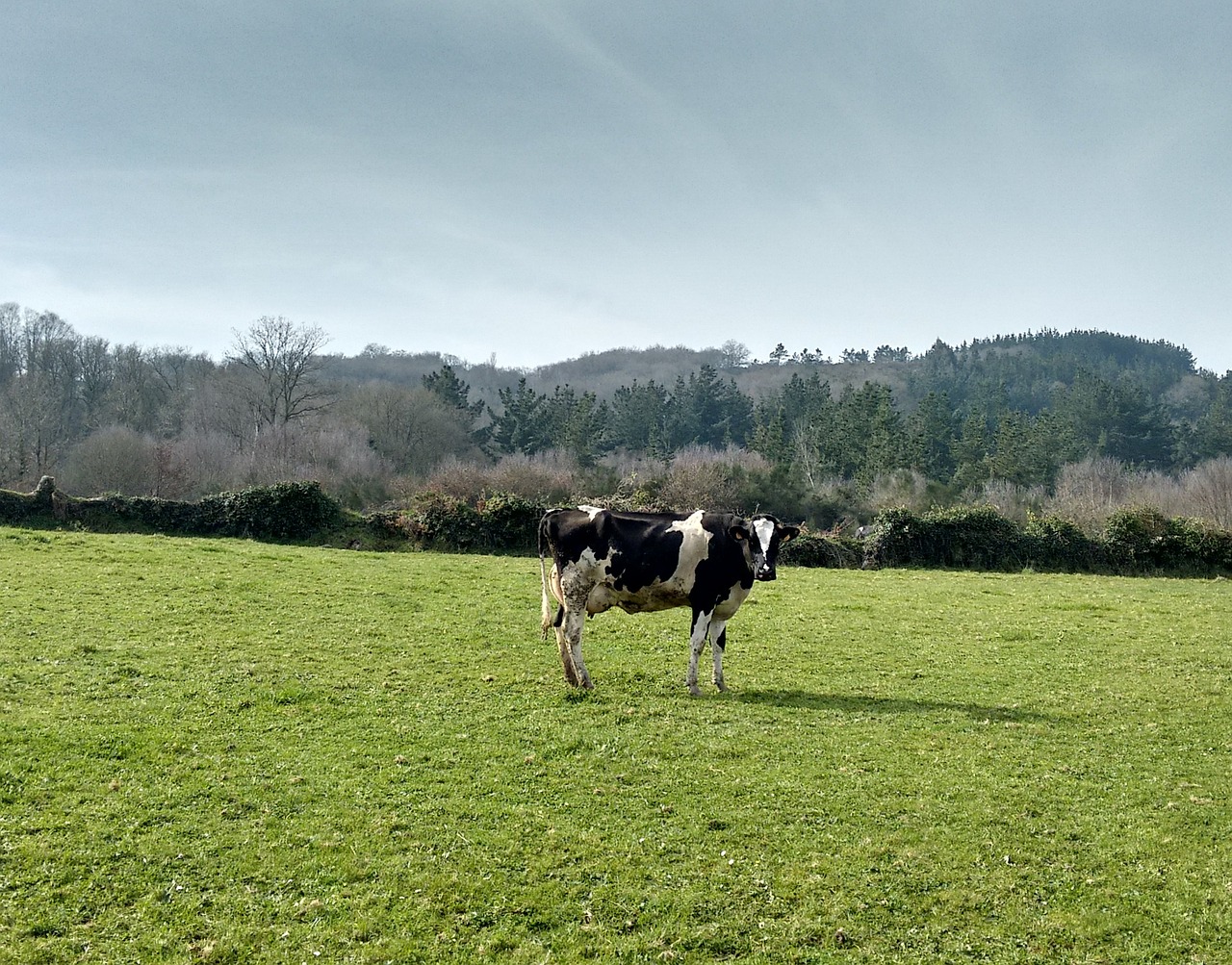 cow grass nature free photo