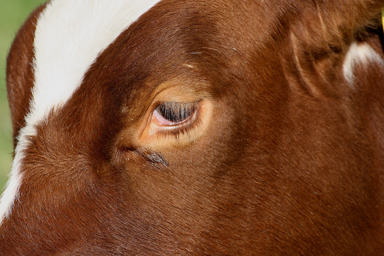 cow eye animal free photo