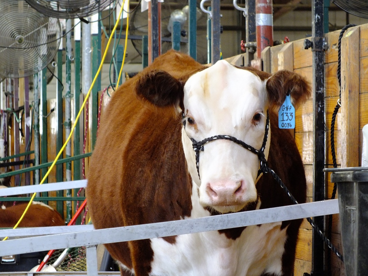 cow dairy farm free photo