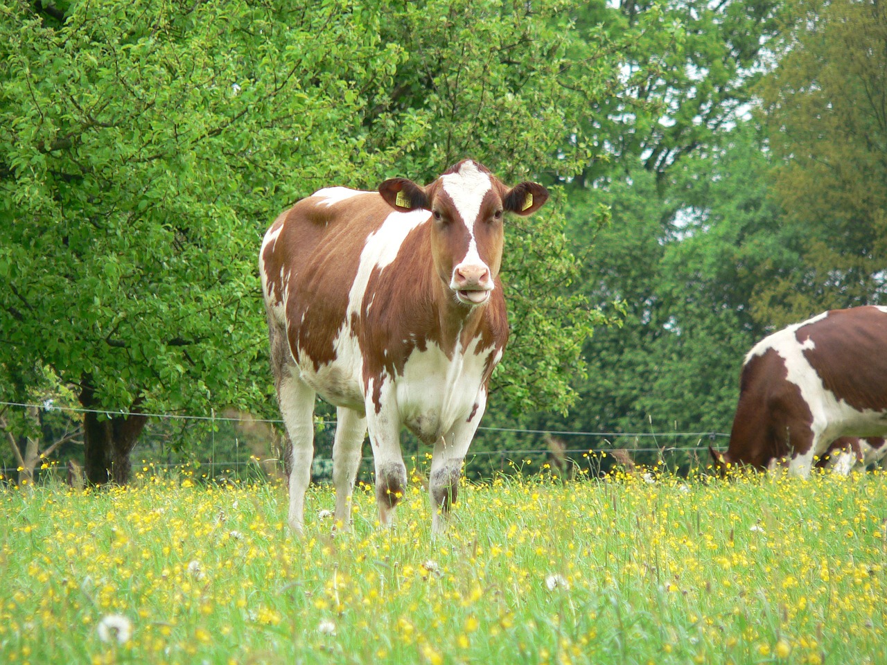 cow cattle animals free photo