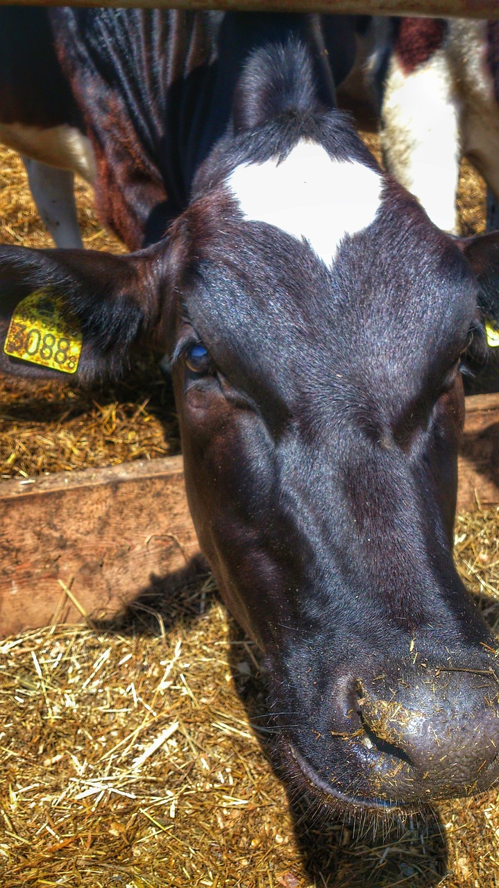 cow calf village free photo