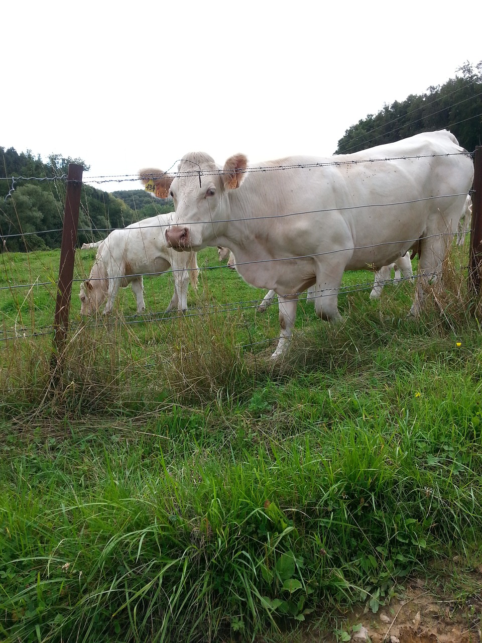 cow nature summer free photo