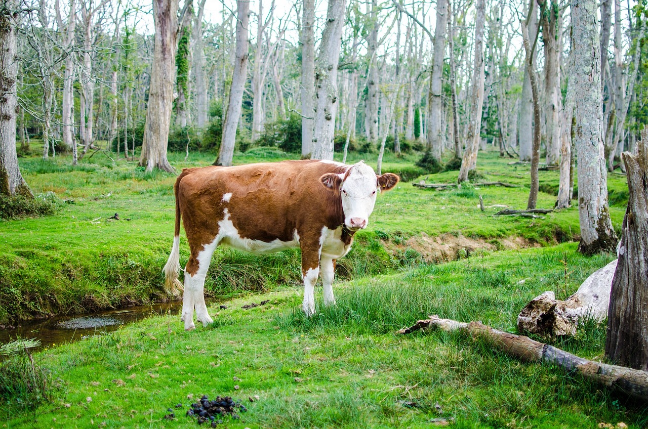 cow animal green free photo