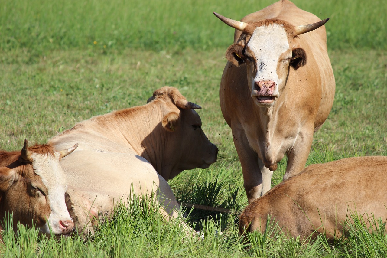 cow meadow ruminant free photo