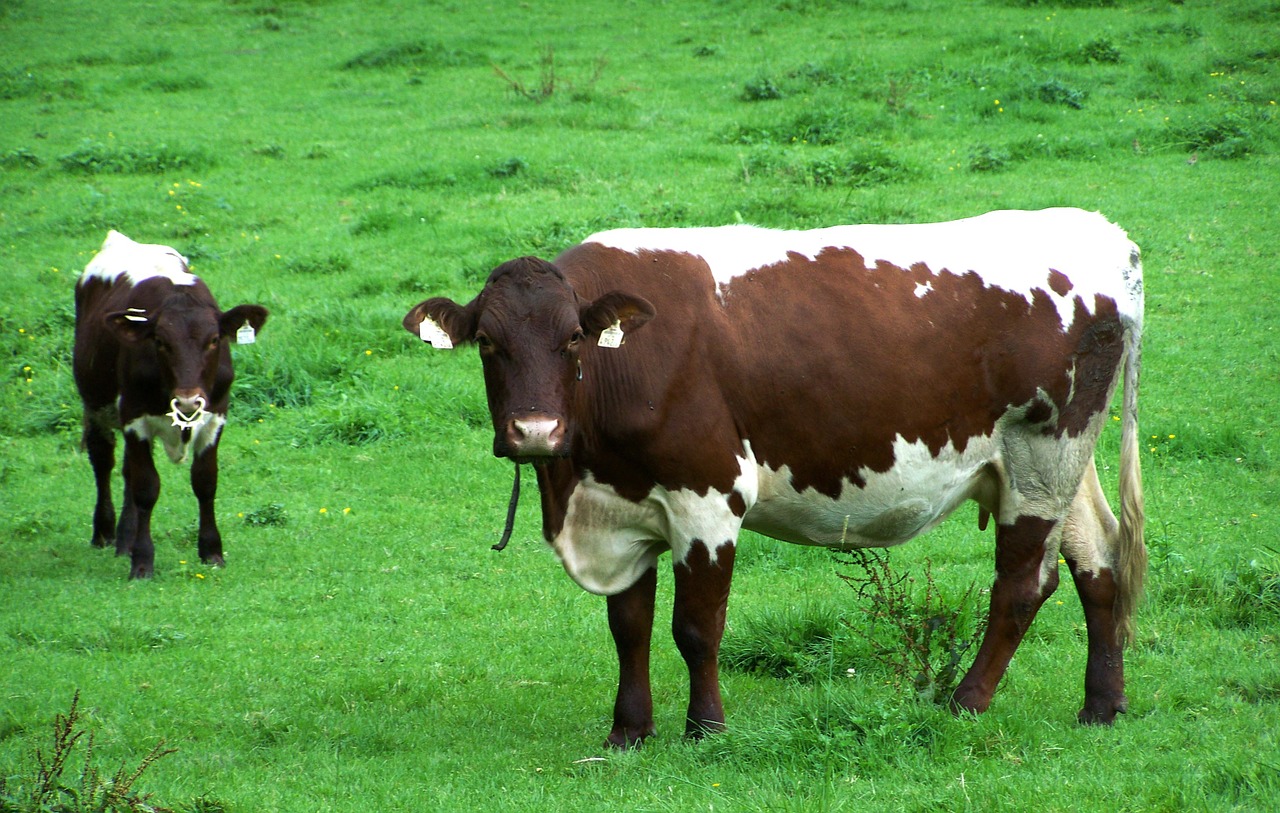 cow calf pasture free photo