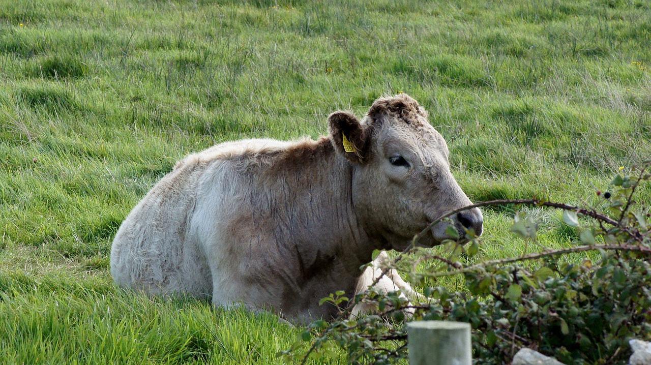 cow grass ireland free photo