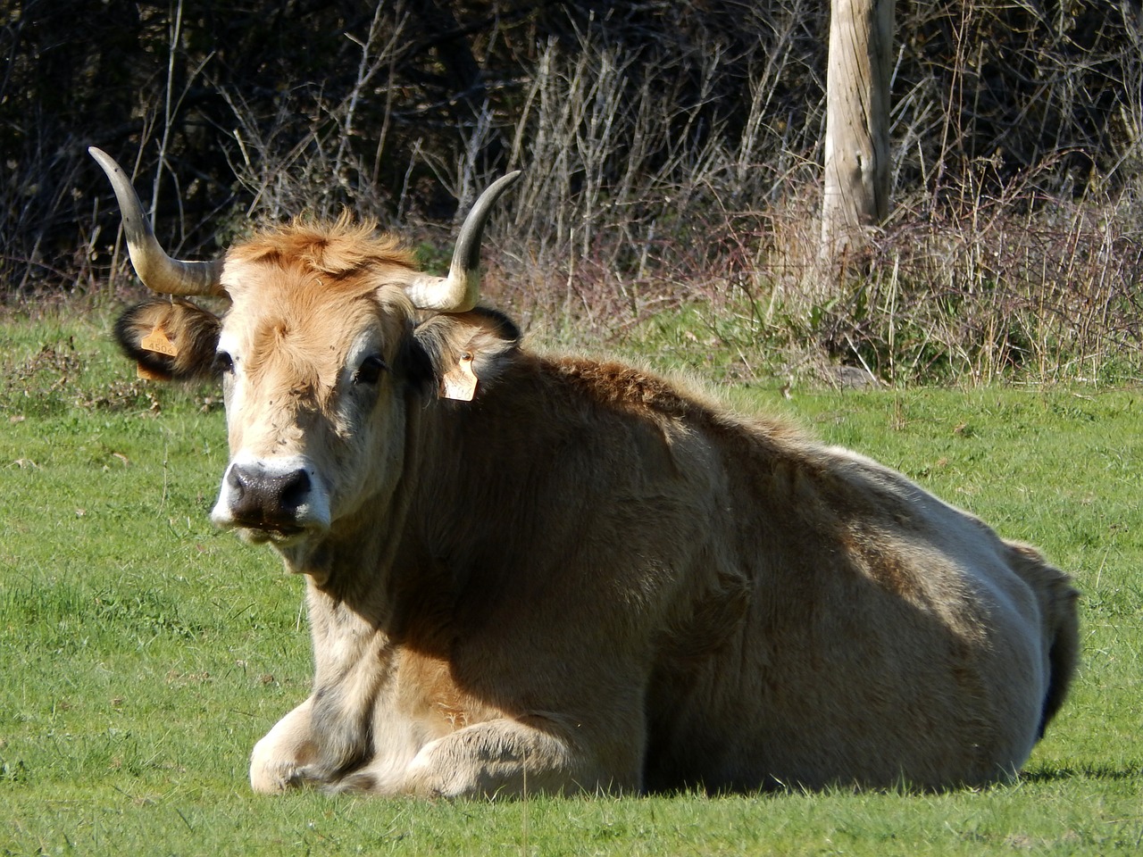 cow horns livestock free photo