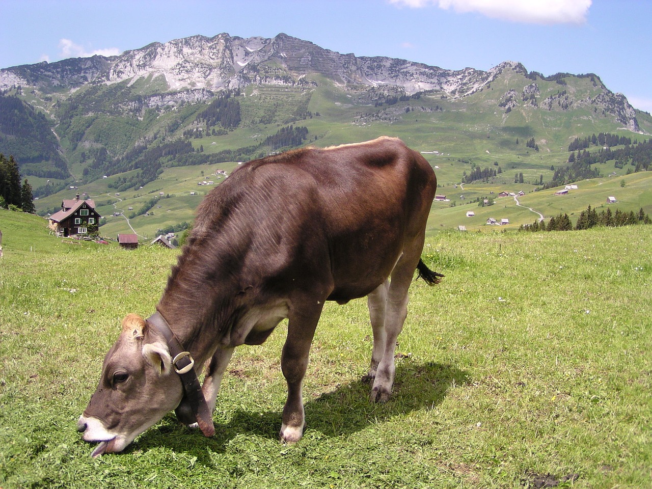cow switzerland pasture free photo