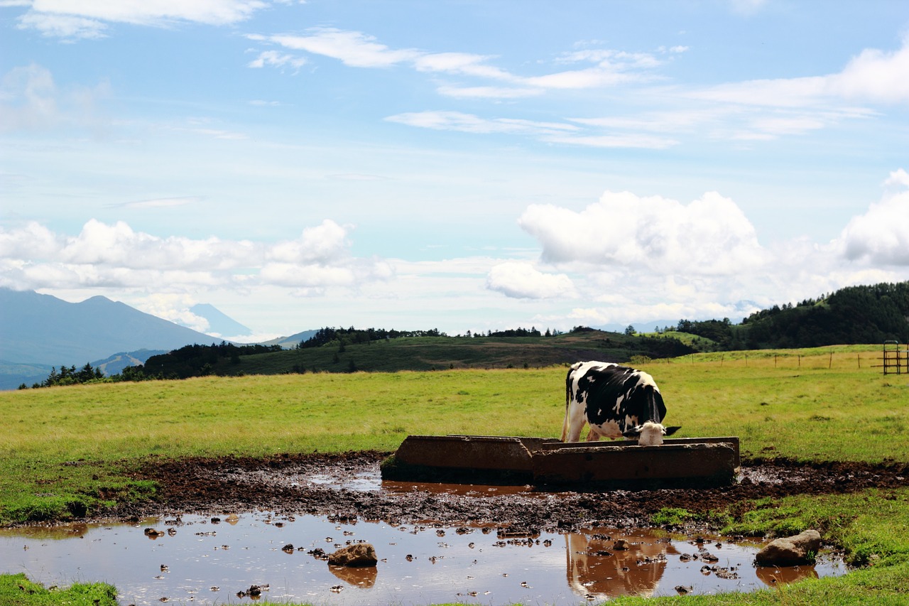cow ranch mountain free photo