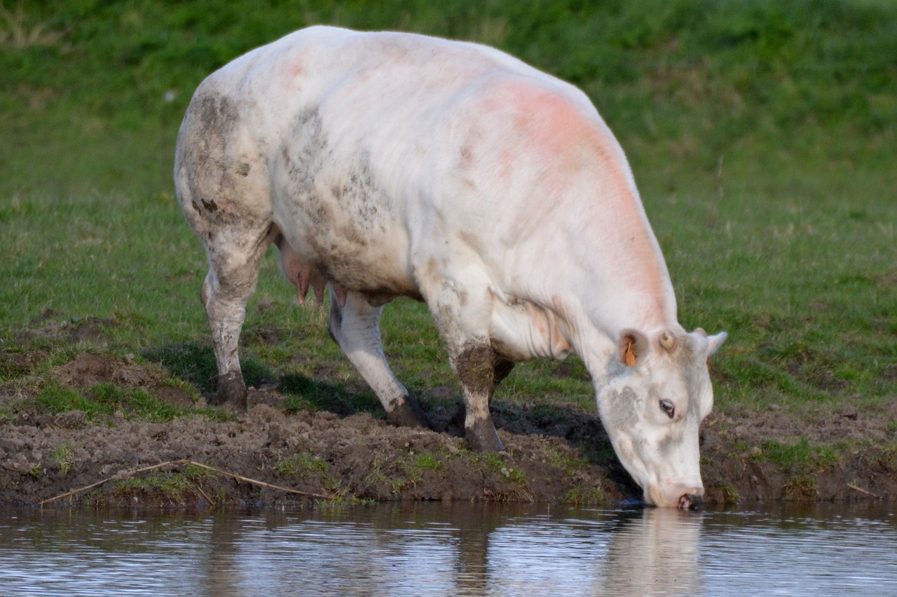 cow animal beef free photo