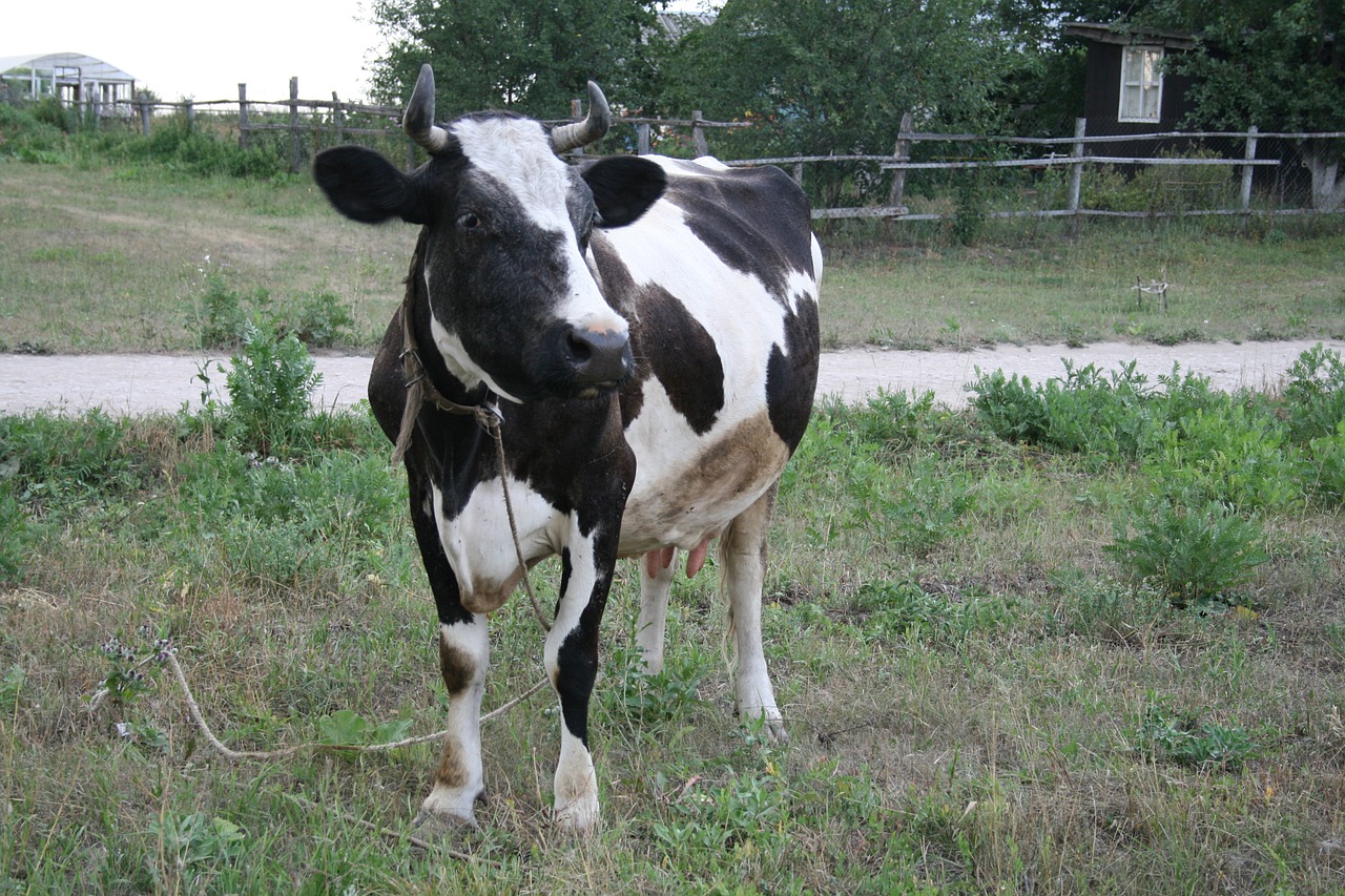 cow animal cattle free photo