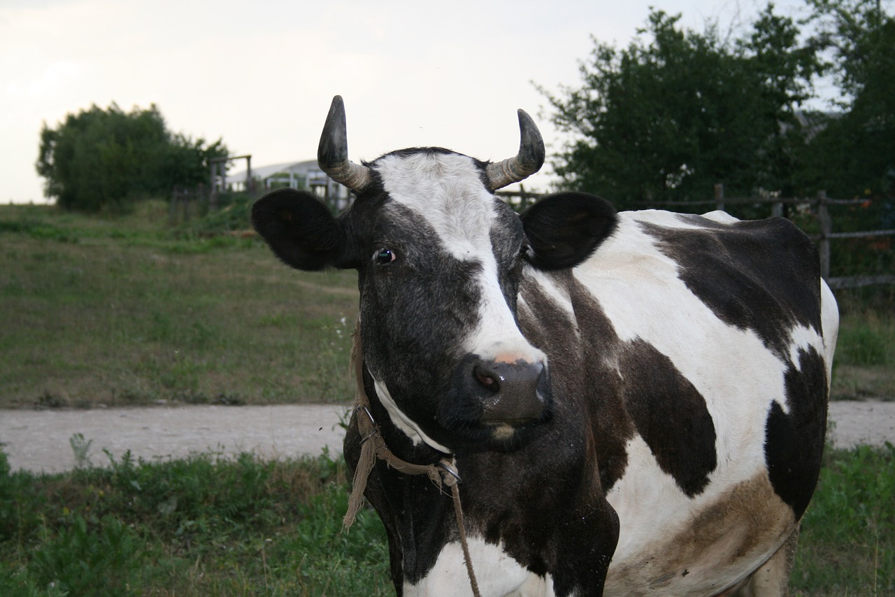 cow animal cattle free photo