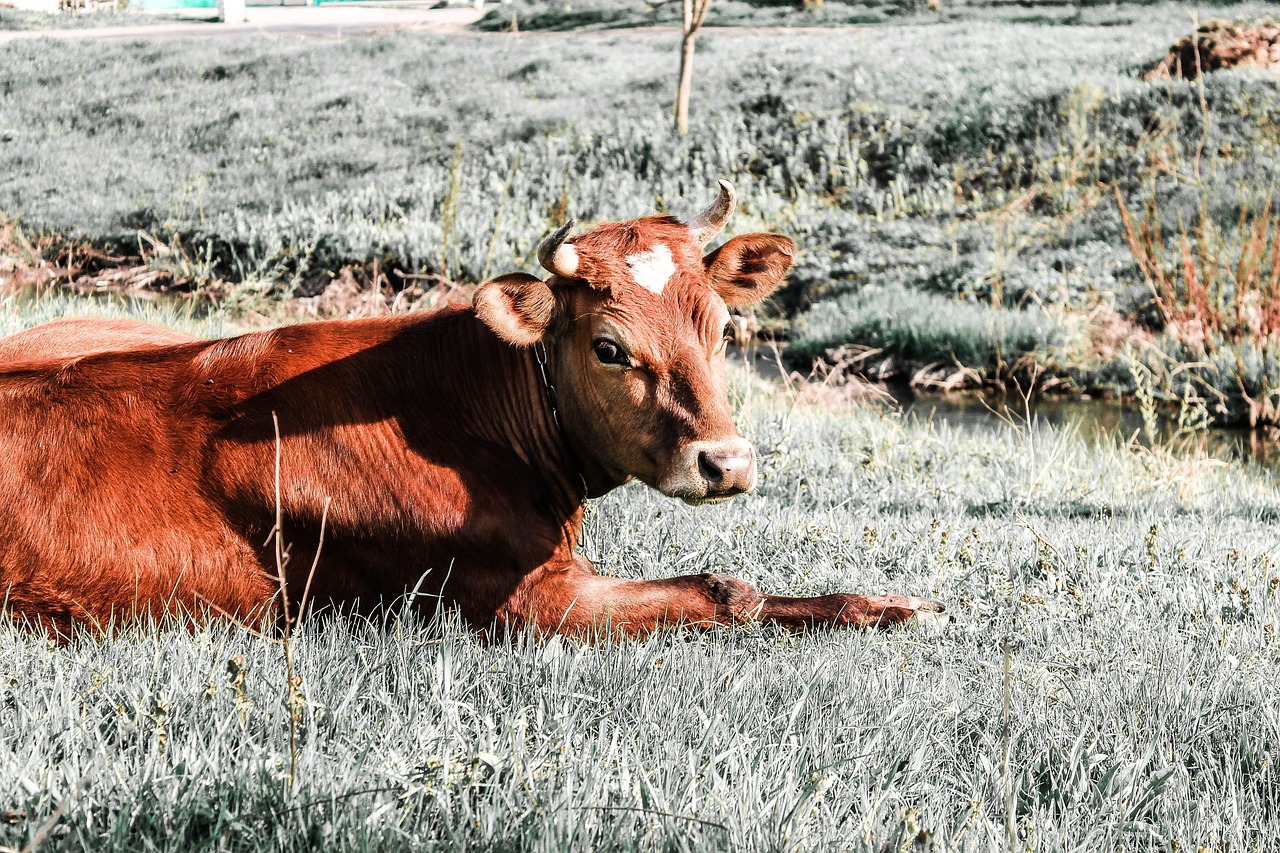 cow nature living nature free photo