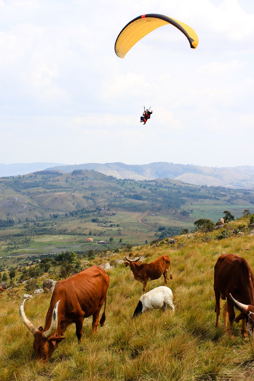 cow burundi paragliding free photo