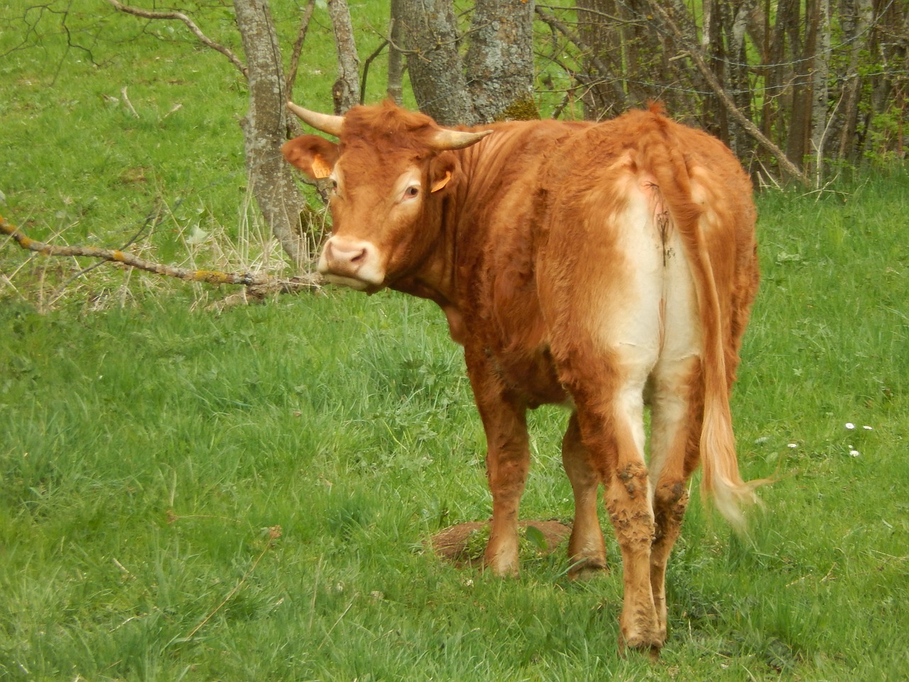 cow nature prairie free photo