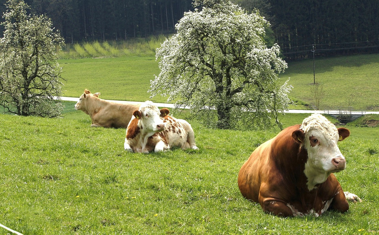 cow pasture grassland free photo