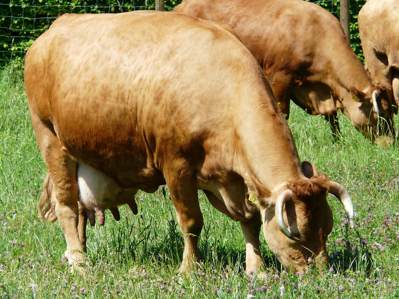 cow graze animal free photo