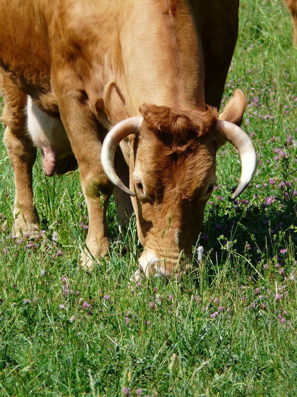 cow graze animal free photo