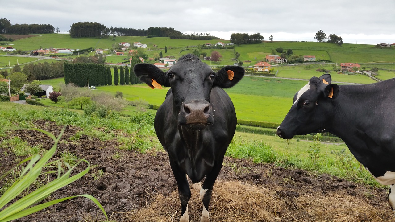 cow look green free photo