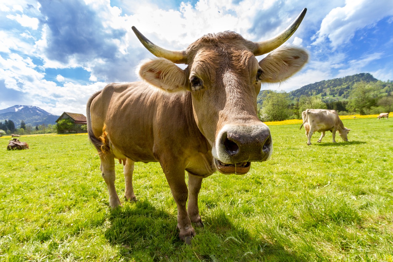 cow alpine horn free photo