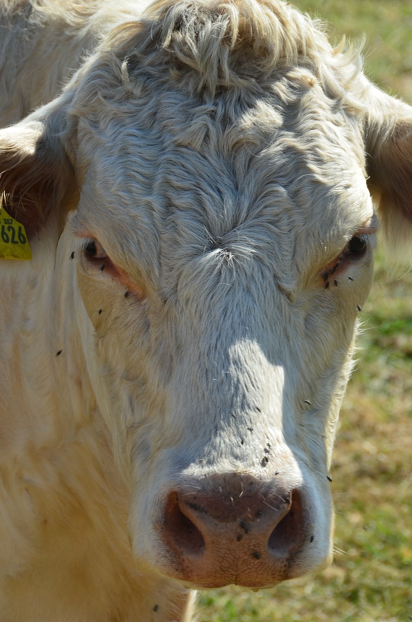 cow agriculture farm free photo