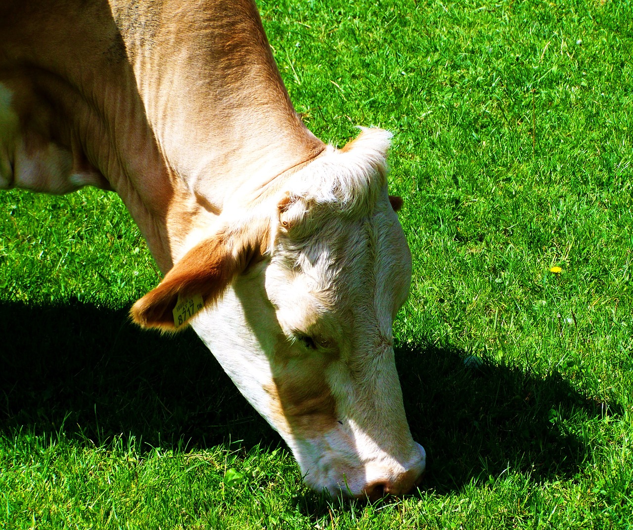 cow green pastures animal free photo