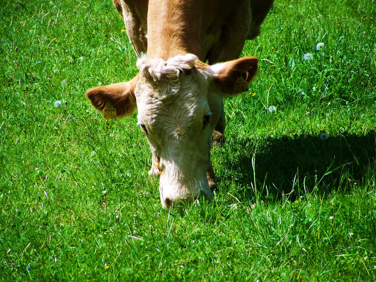 cow green pastures animal free photo