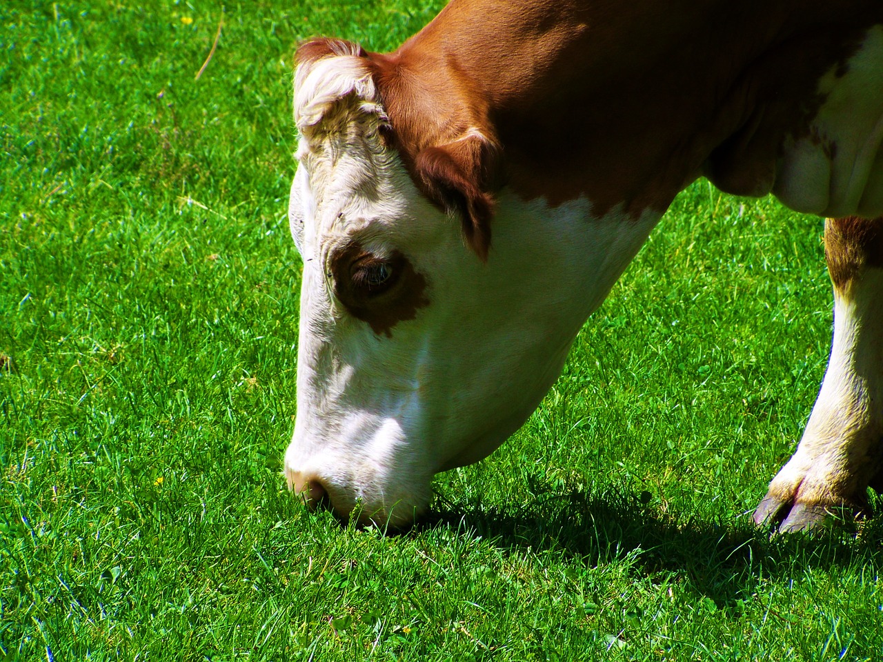 cow green pastures animal free photo