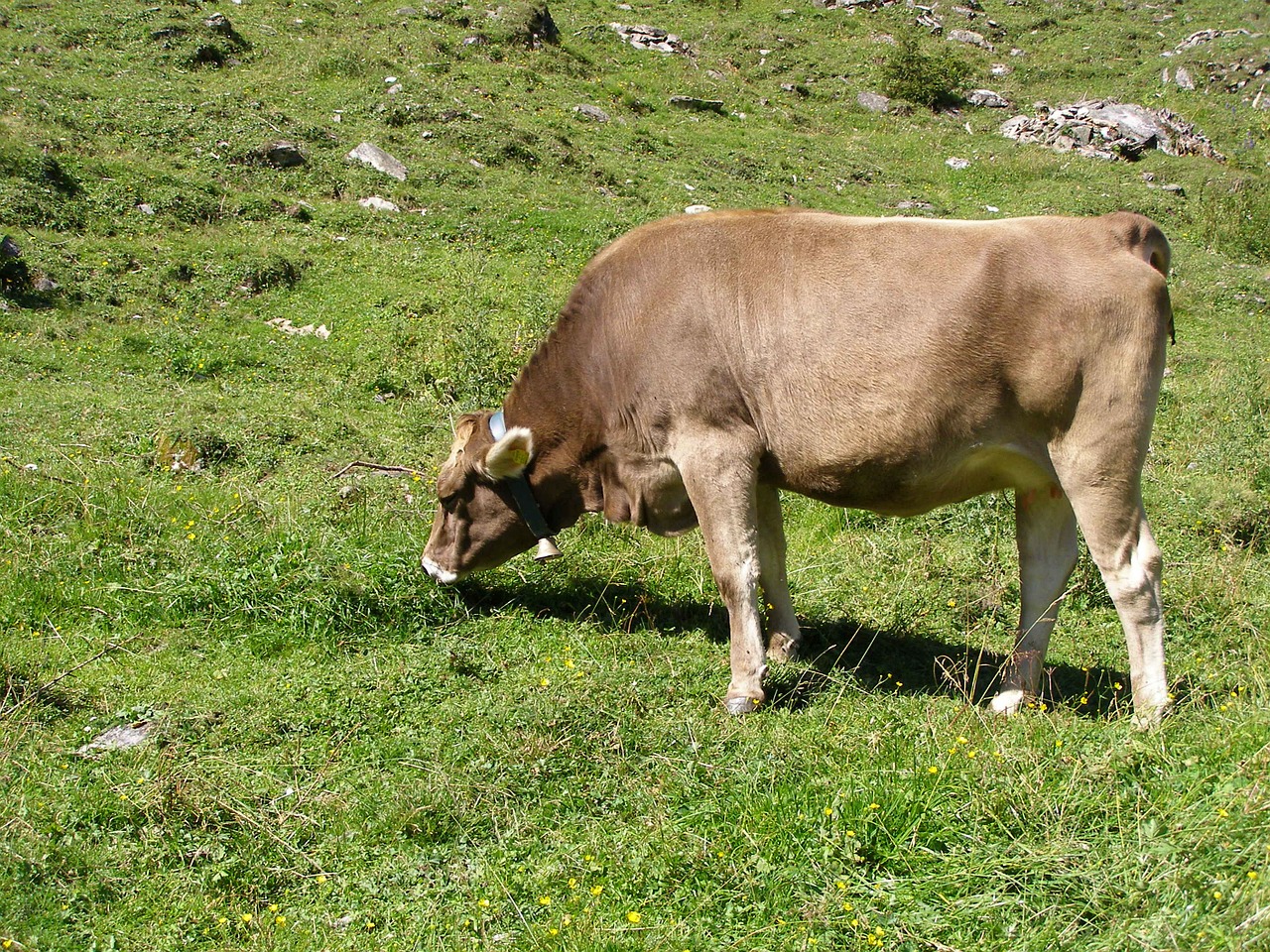 cow meadow alm free photo