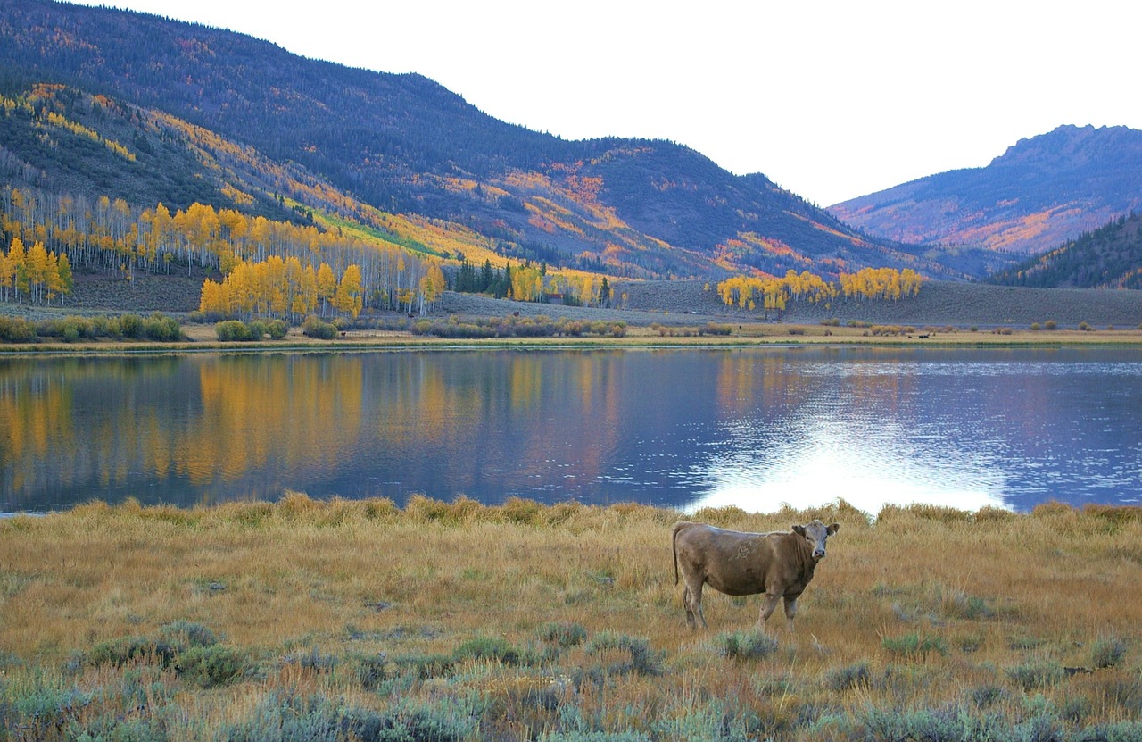 cow mountains landscape free photo