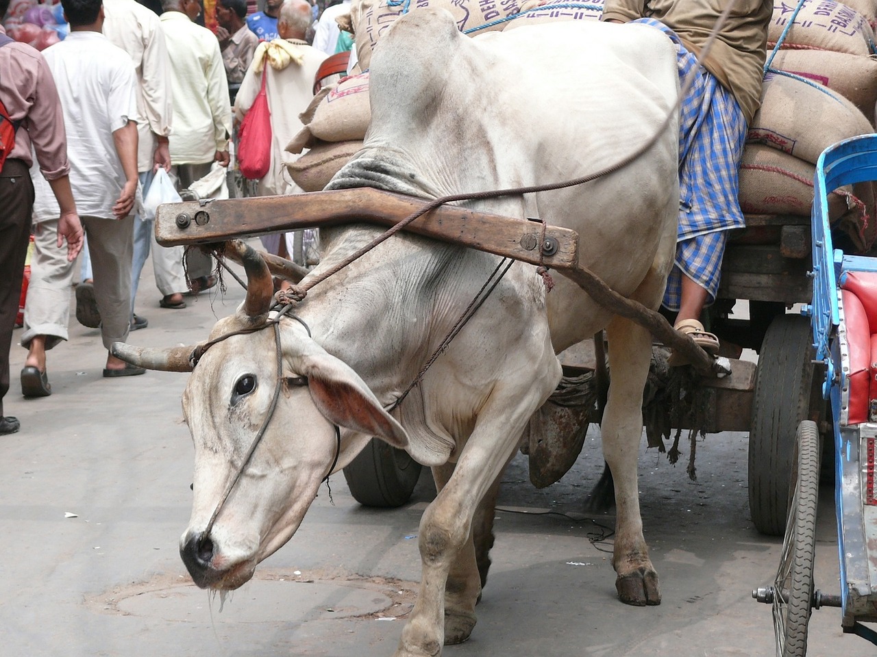 cow new delhi india free photo