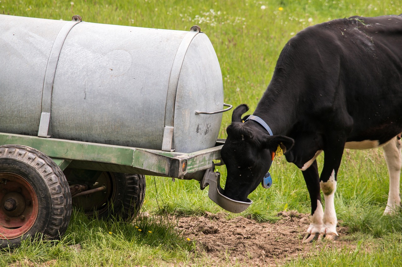 cow drink water truck free photo