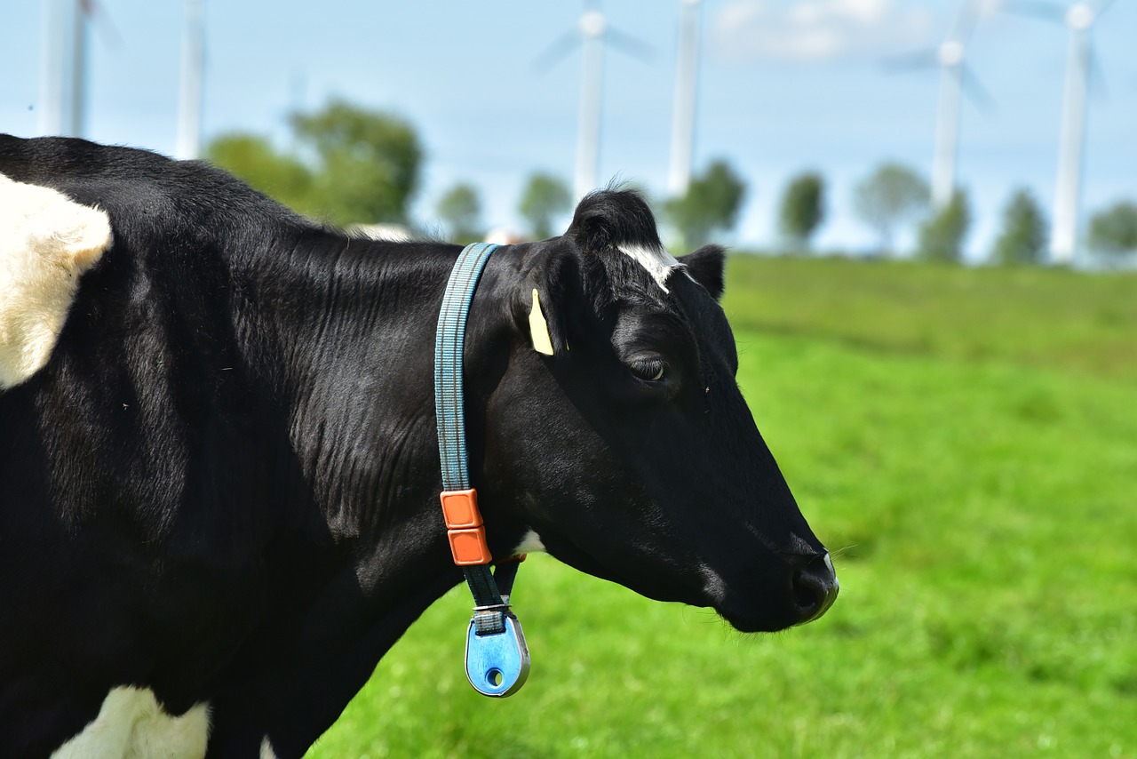 cow black pied milk cow free photo