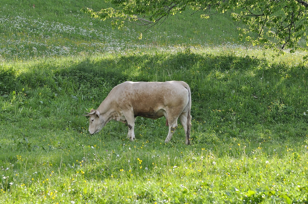 cow beef animal free photo