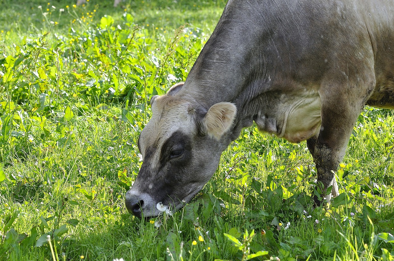 cow beef cattle free photo