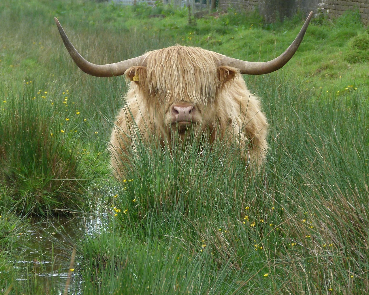 cow cattle highland cattle free photo