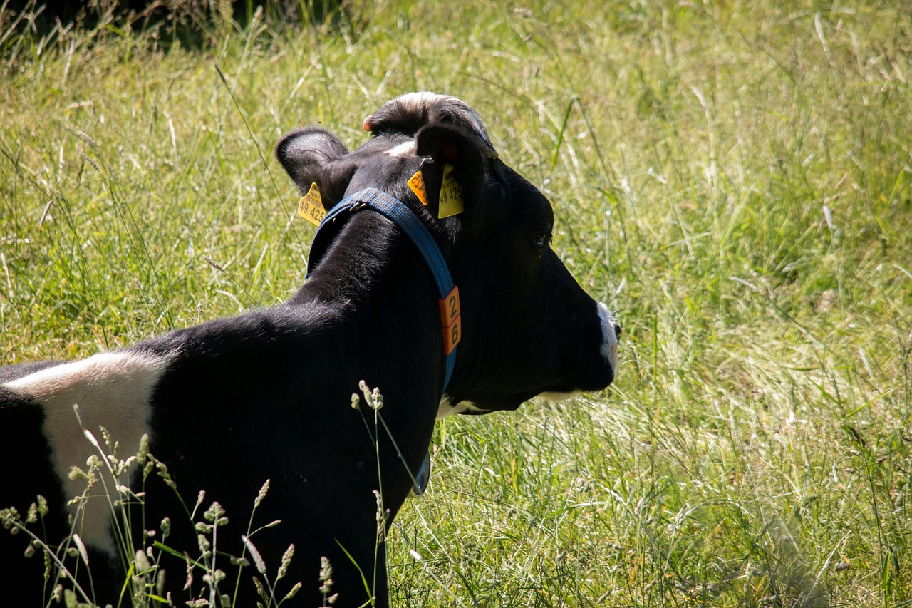 cow meadow animal free photo